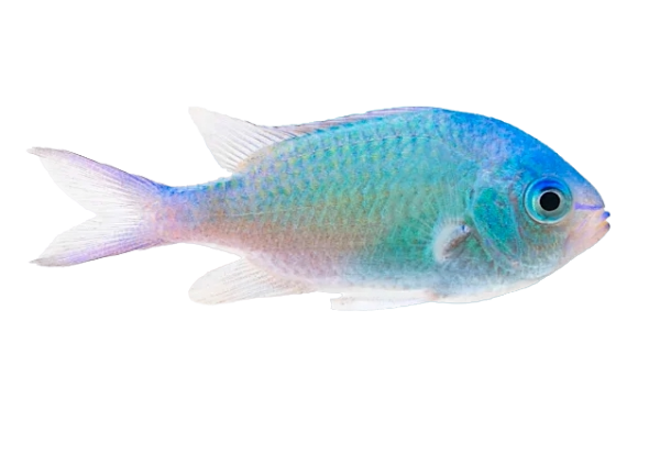 Green Chromis