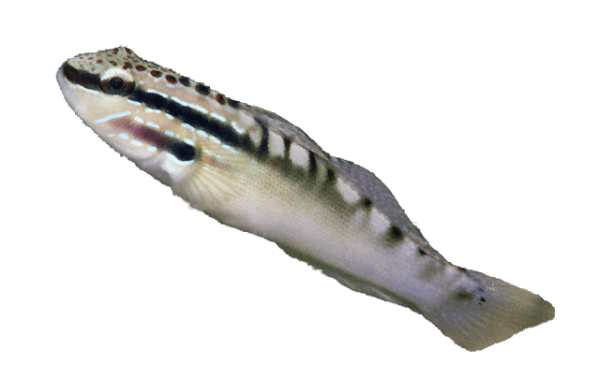 Freckled Bullet Goby