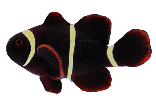 Gold Stripe Maroon Clown