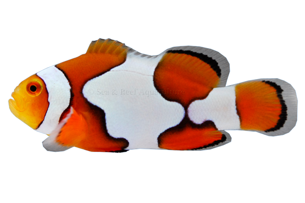 Picasso Clownfish