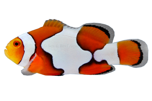 Picasso Clownfish