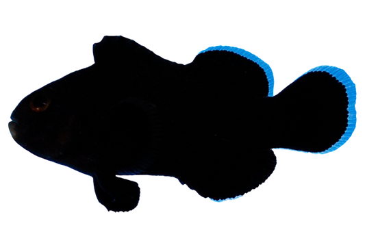 Midnight Clown