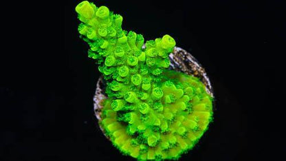 Green Slimer Frag