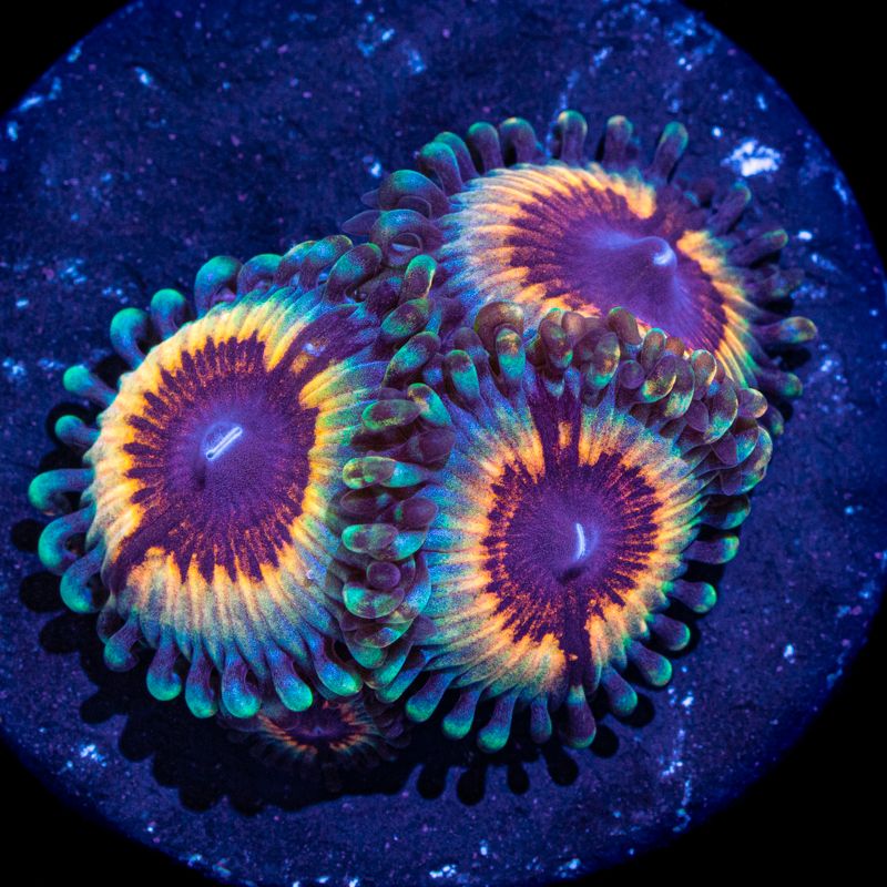 Vamps in Drag Zoa Frag