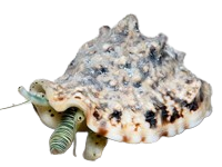 Zebra Conch